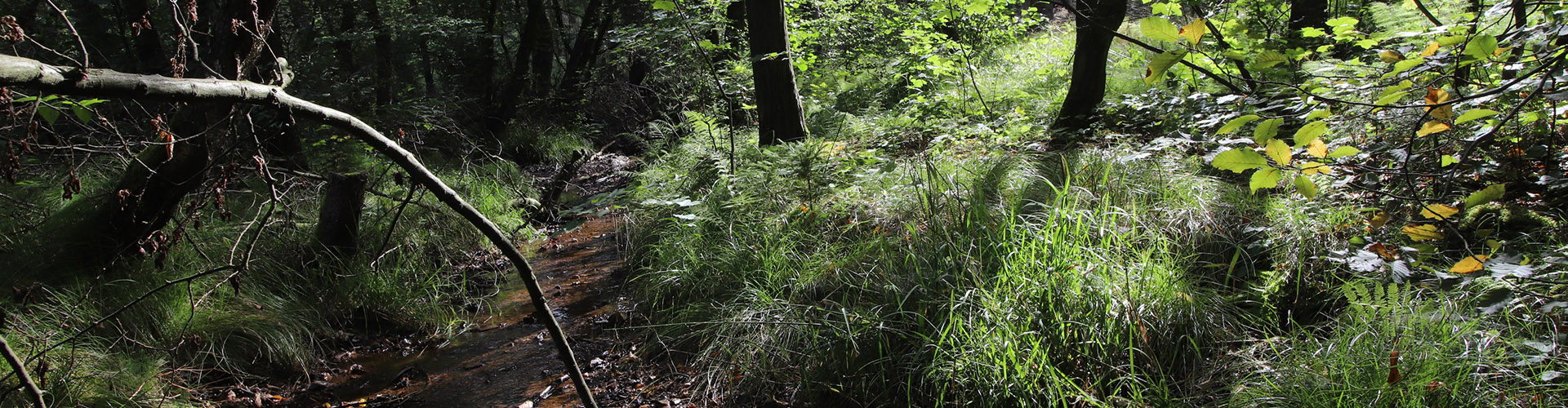 Durch Wald und über Erz