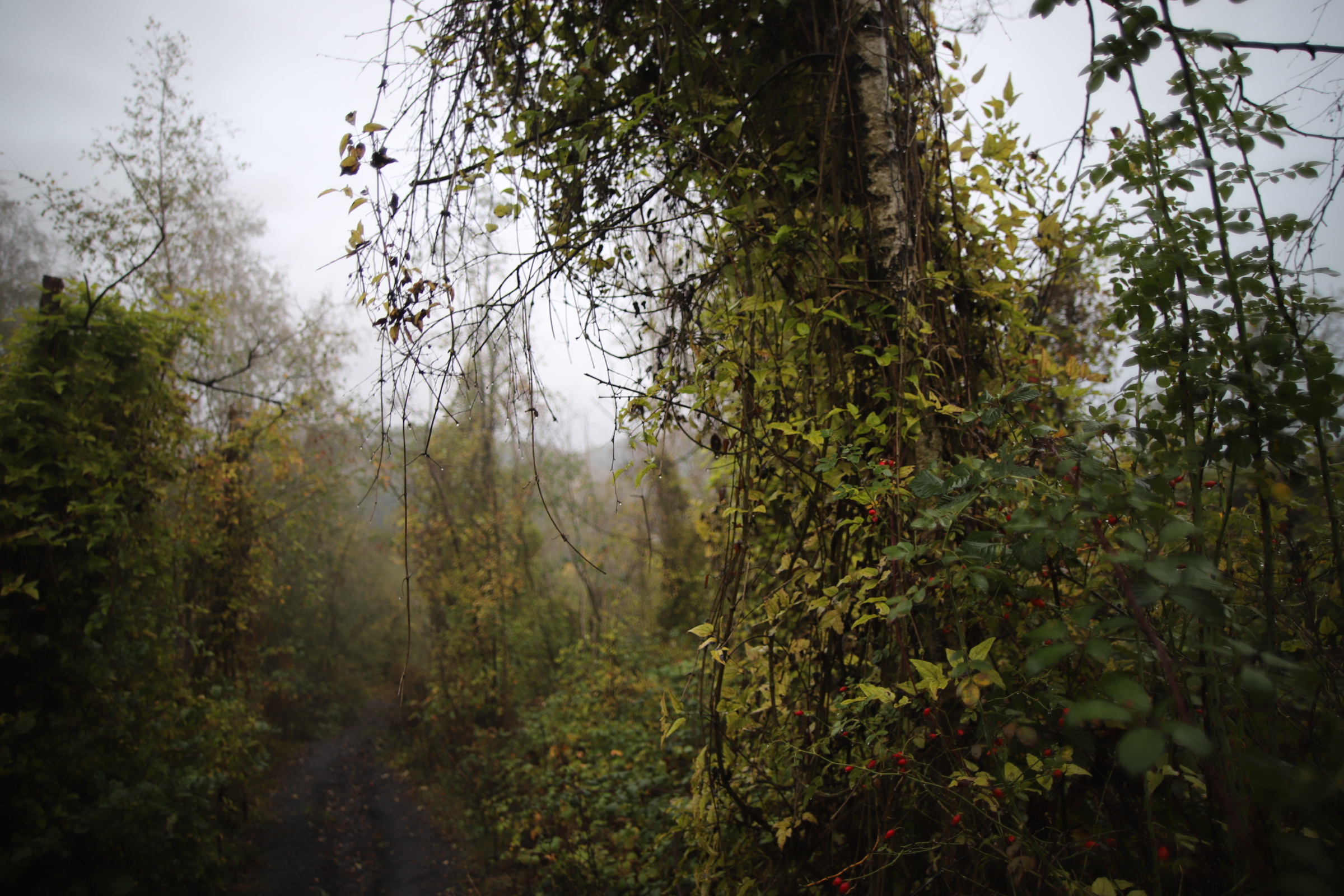Bergehalde Noppenberg