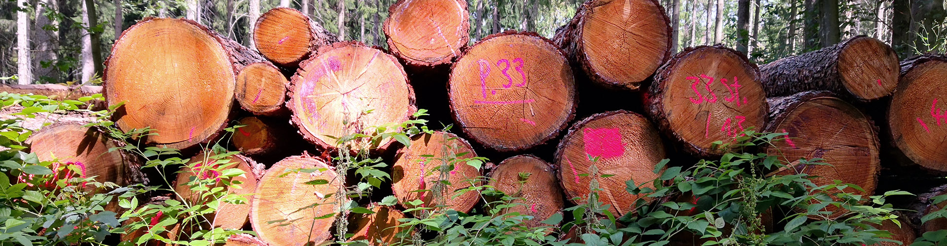 Hans Carl von Carlowitz – Die Entdeckung der Nachhaltigkeit