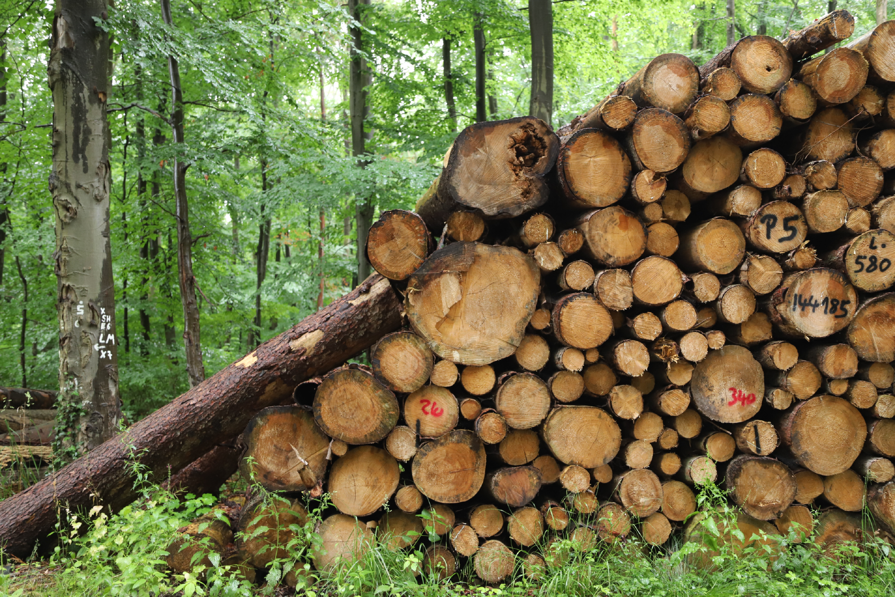 Lebendigkeitswerkstatt