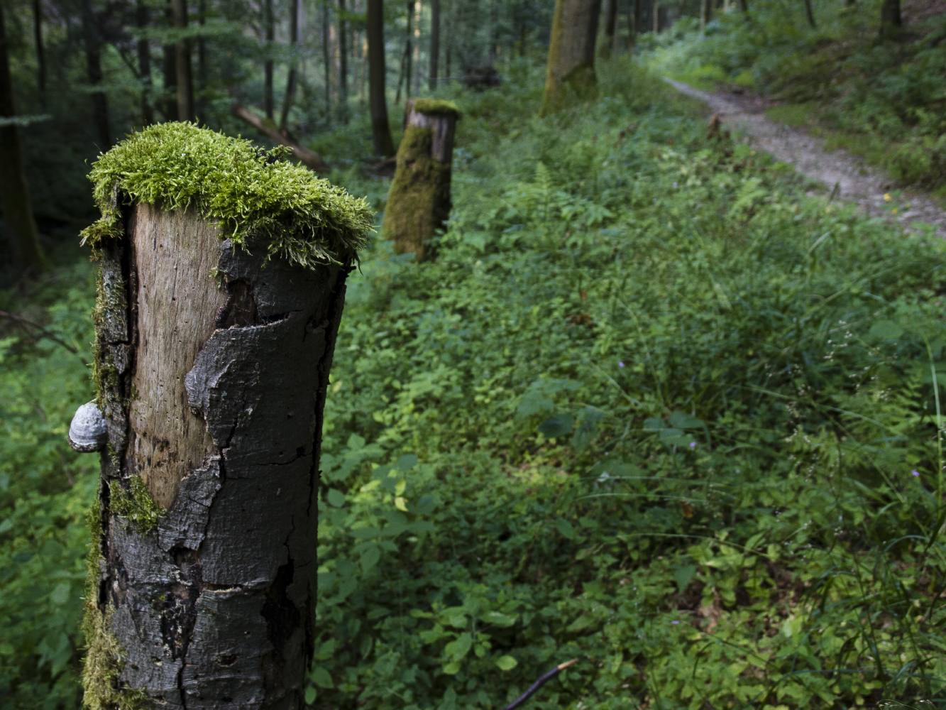 Gedankenpfad auf dem Rothaarsteig
